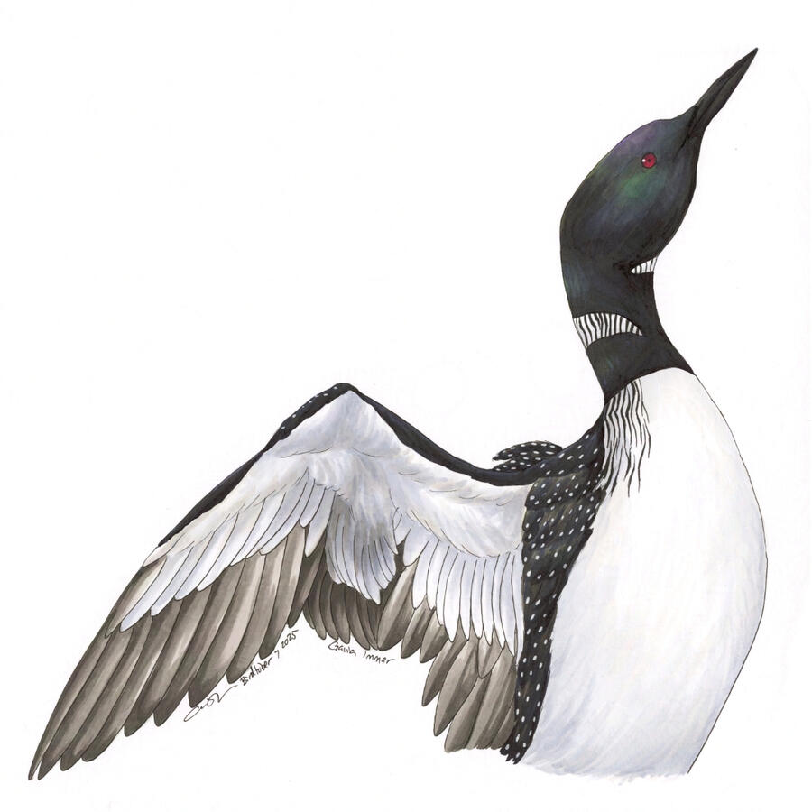 Detailed marker illustration of a Common Loon rearing up with its wings back, showing its underwing feathers.