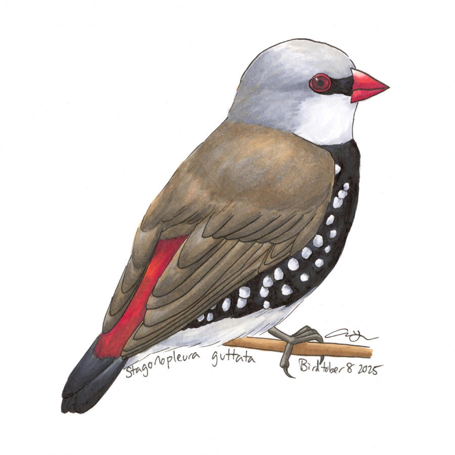 Detailed marker illustration of a Diamond Firetail, with its back partially facing the viewer, showing a vivid red patch of feathers.