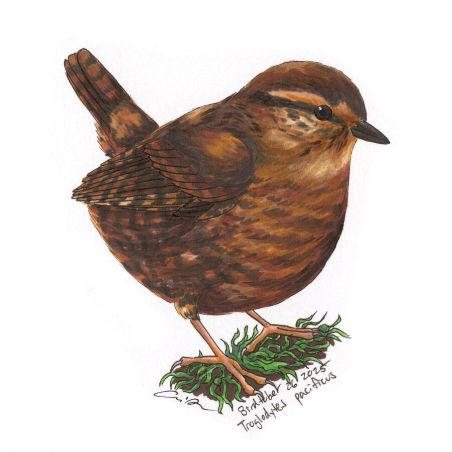 Detailed marker illustration of a Pacific Wren perched on a mossy surface. The small brown bird is very round and has a short upright tail.
