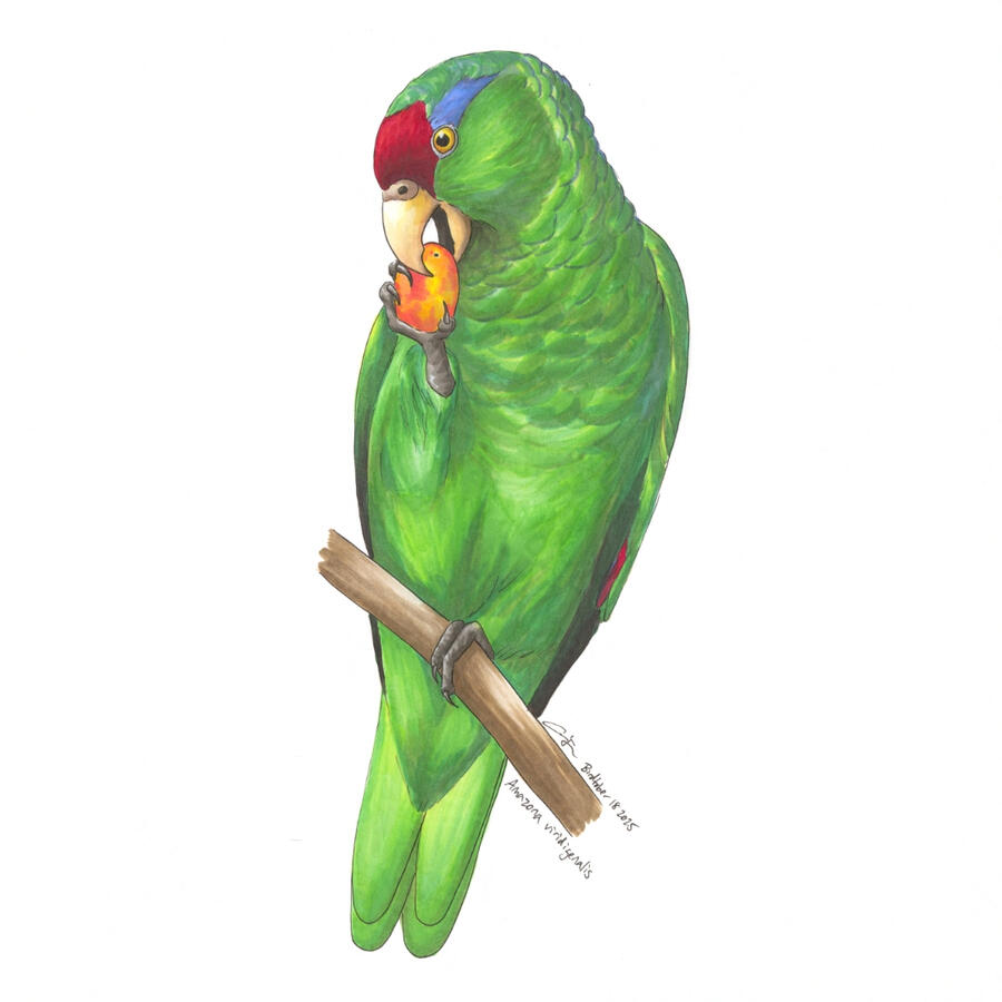 Detailed marker illustration of a Red-crowned Amazon. The green parrot is perched on a branch and eating an orange strangler fig fruit that it's holding with its foot.