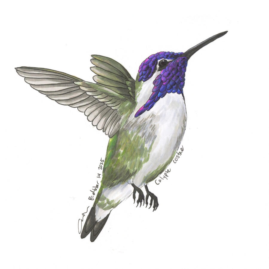 Detailed marker illustration of a male Costa's hummingbird in flight, showing of its dark purple gorget.
