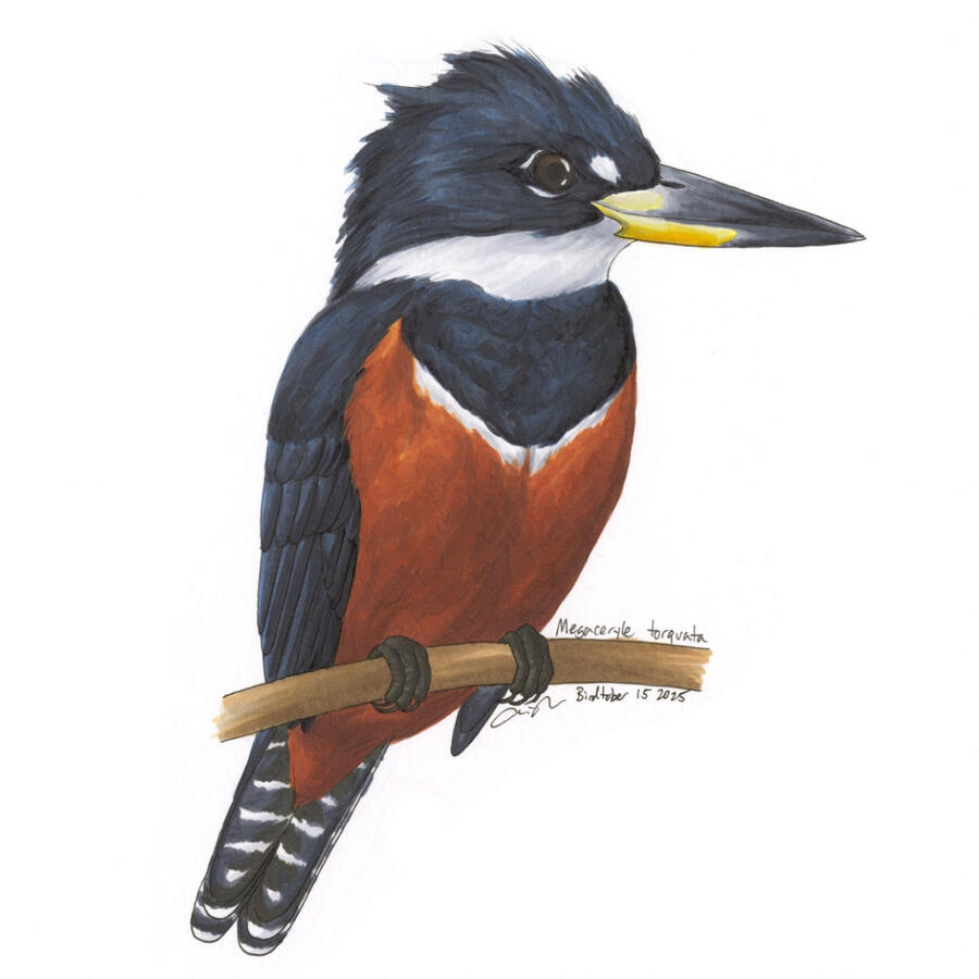 Detailed marker illustration of a female Ringed Kingfisher perched on a horizontal branch.