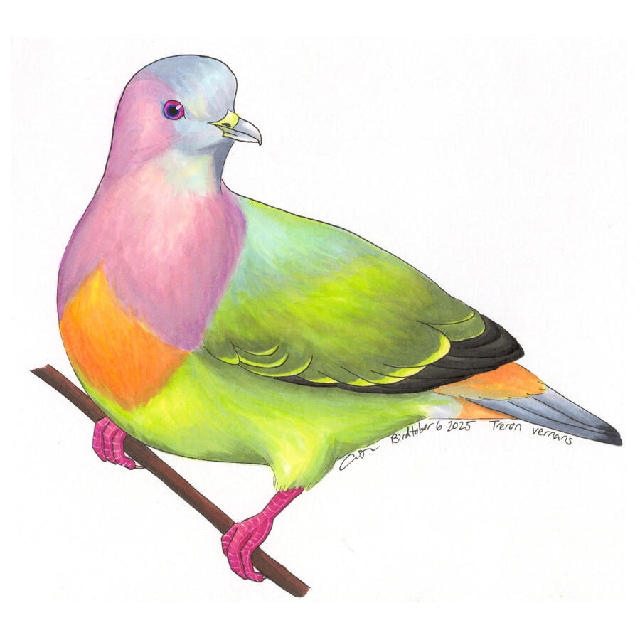 Detailed marker illustration of a male Pink-necked Green Pigeon. The pigeon has patches of pastel pink, blue, orange and green.