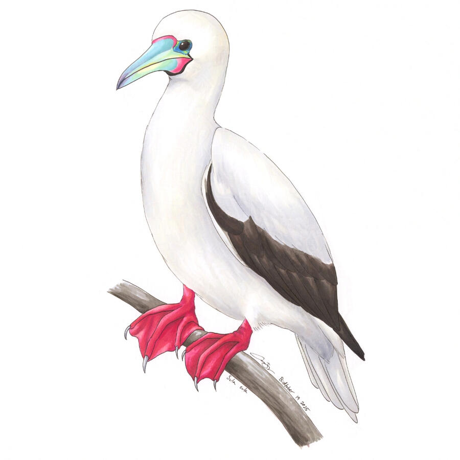 Detailed marker illustration of a white-morph Red-footed Booby perched on a horizontal branch, showing off its bright red feet.