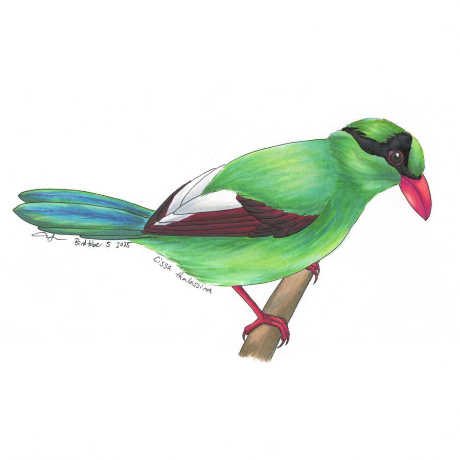 Detailed marker illustration of a Javan Green Magpie. The bright green bird with a large red bill is perched on a branch and looking downward.