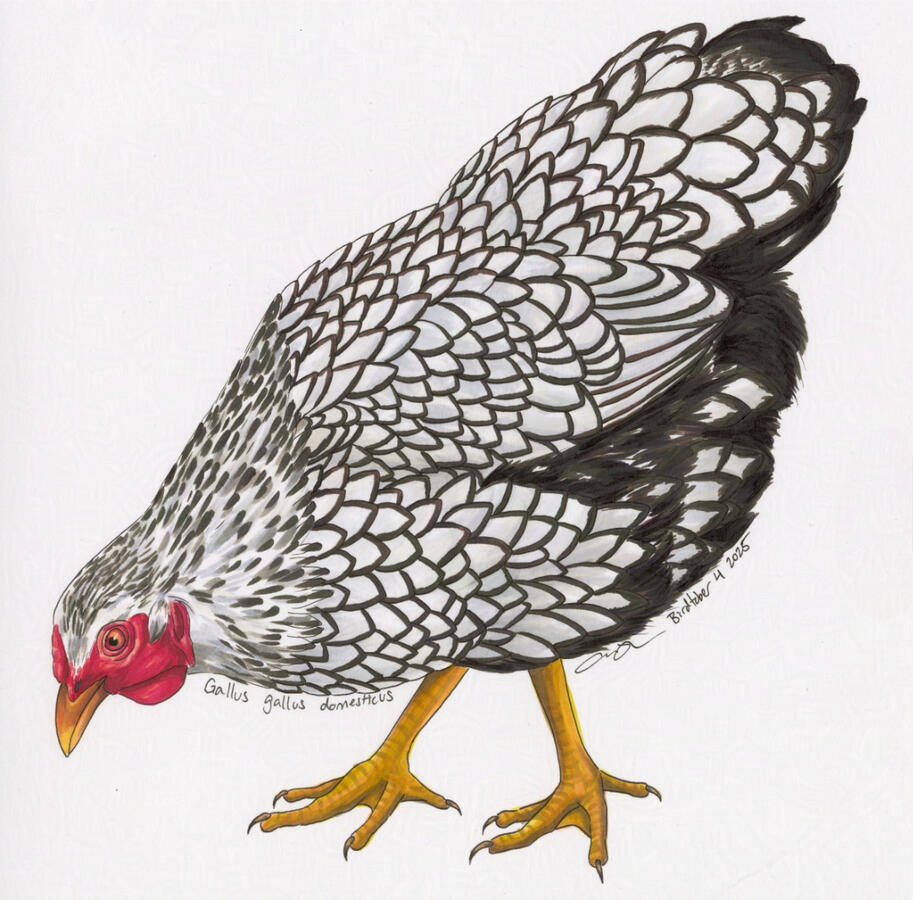 Detailed marker illustration of a silver-laced Wyandotte hen. The chicken has black-rimmed white feathers and is leaning towards the ground as if looking for food.